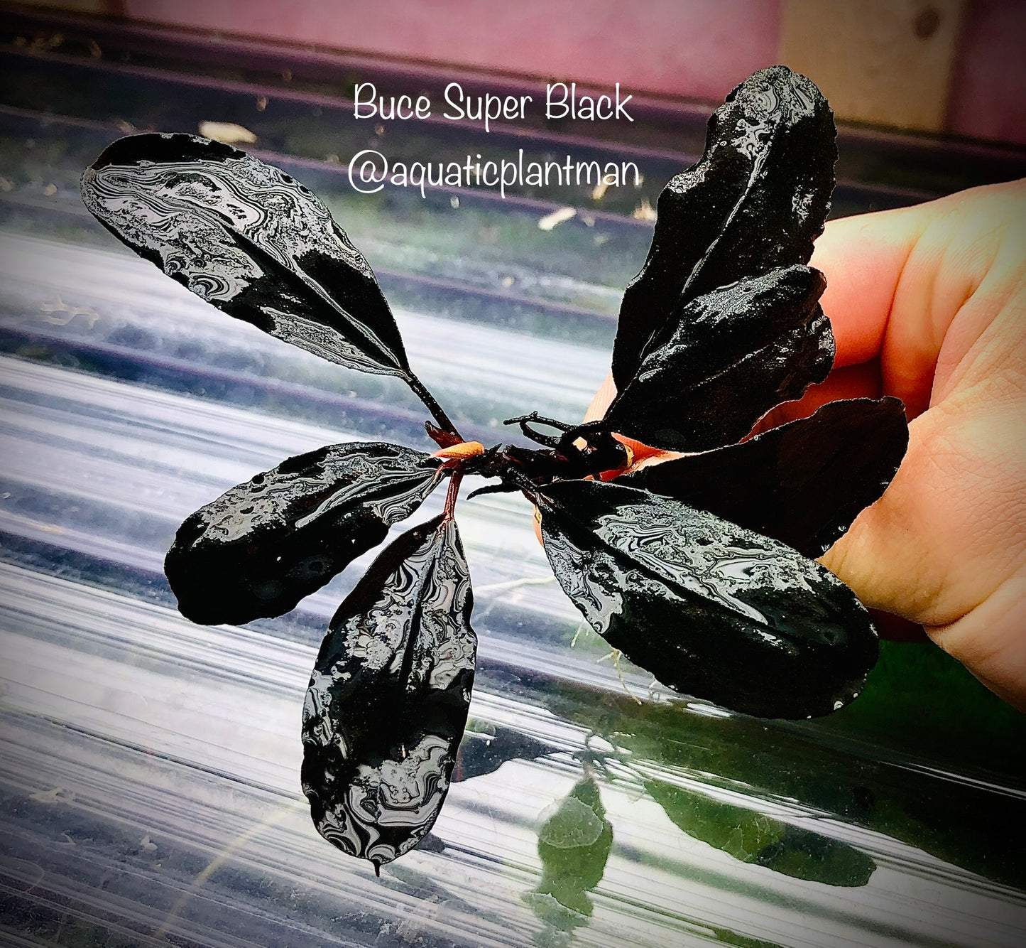 Bucephalandra Super Black – Aquatic Plant Man