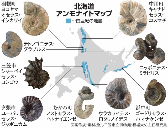扉）アンモナイトの宝庫、北海道 保存適した地層・環境、「異常巻き