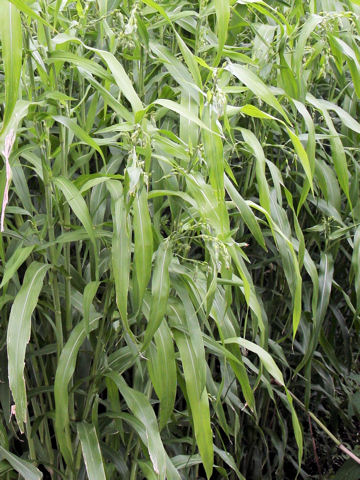 ハトムギ (Coix ma-yuen)