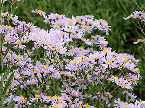 シオン (Aster tataricus)