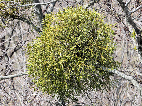 ヤドリギ (Viscum album ssp. coloratum)