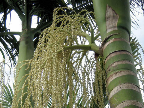 ユスラヤシ (Archontophoenix alexandrae)