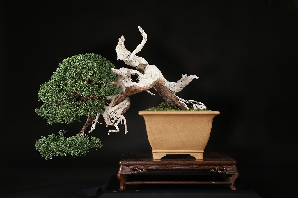 真柏 約200年 | 雨竹亭オンラインショップ