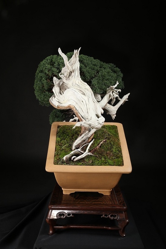 真柏 約200年 | 雨竹亭オンラインショップ