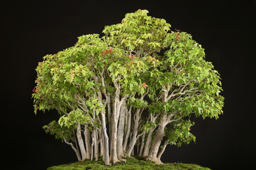 楓寄植え 約70年 | 雨竹亭オンラインショップ