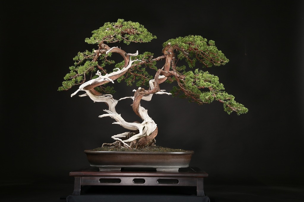 スペシャルサービスオークション盆栽]真柏/双幹素材 スペシャル