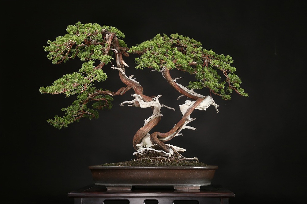 真柏 約150年 | 雨竹亭オンラインショップ