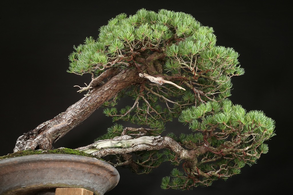 五葉松 約200年 | 雨竹亭オンラインショップ