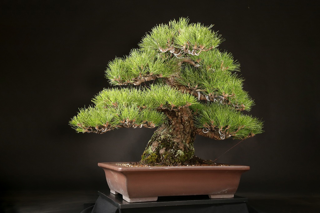 黒松 約80年 | 雨竹亭オンラインショップ