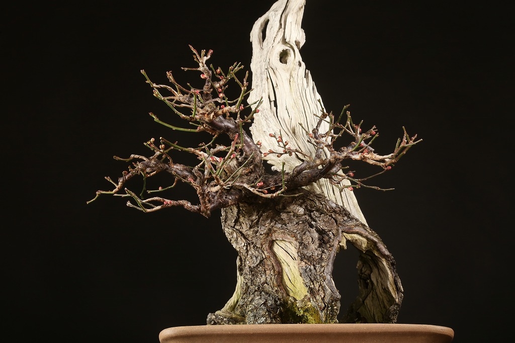 野梅(白一重) 梅[斜幹双幹木] 大品盆栽 タケシになります 野梅(白一重