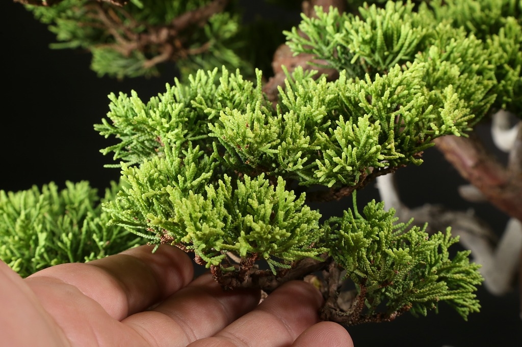 黄金真柏 約60年 | 雨竹亭オンラインショップ