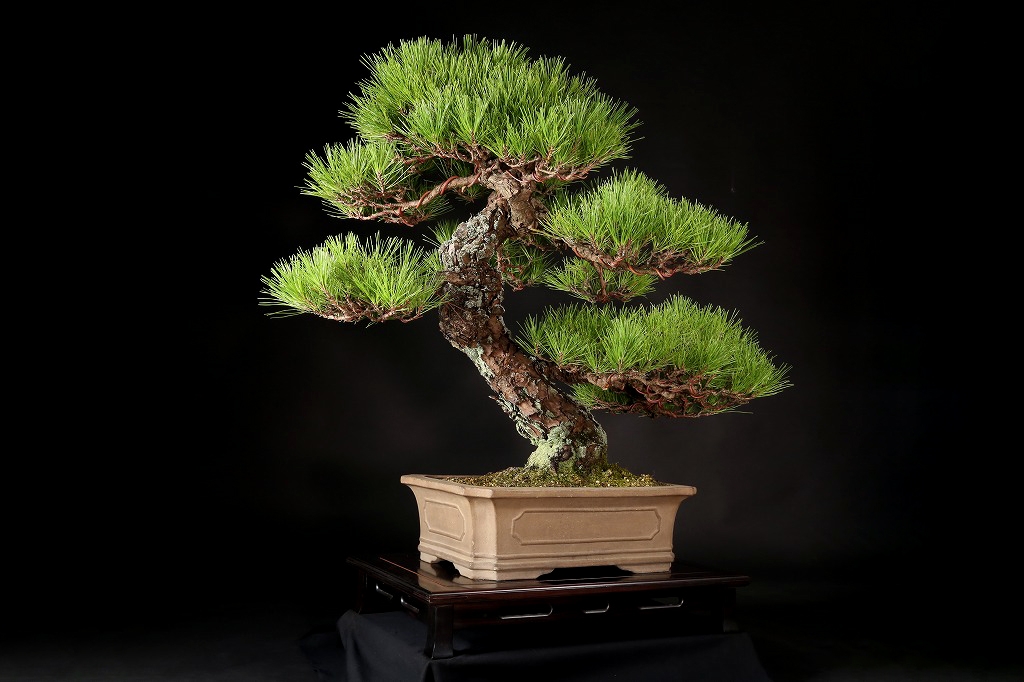 黒松 約120年 | 雨竹亭オンラインショップ