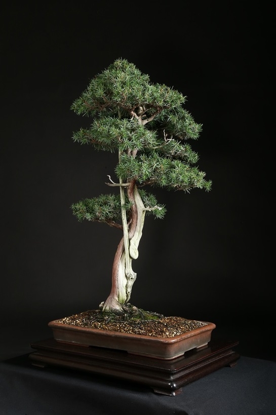 杜松 約80年 | 雨竹亭オンラインショップ