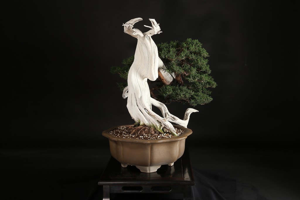 糸魚川真柏 約250年 | 雨竹亭オンラインショップ