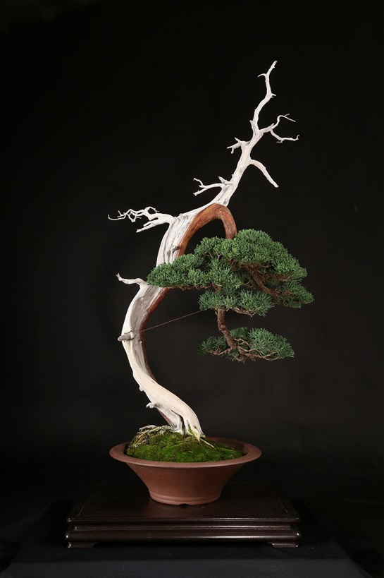 真柏 約70年 | 雨竹亭オンラインショップ