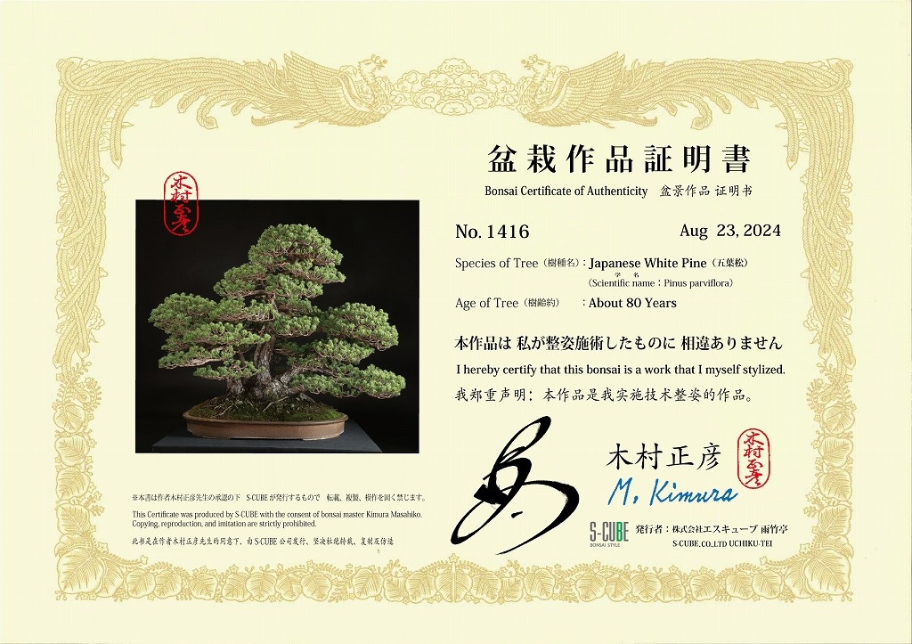 五葉松稀少種「茶臼」約80年 | 雨竹亭オンラインショップ