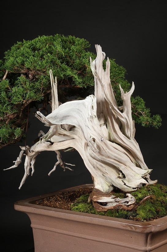 真柏 約200年 | 雨竹亭オンラインショップ