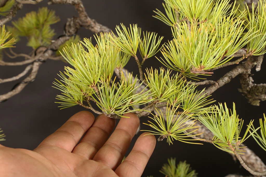 五葉松 約100年 | 雨竹亭オンラインショップ