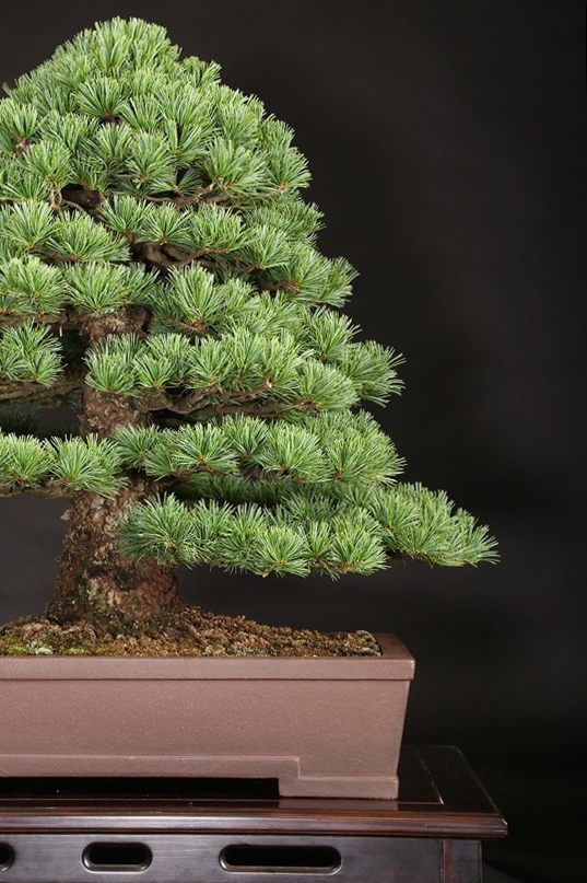 那須五葉松 約100年 | 雨竹亭オンラインショップ