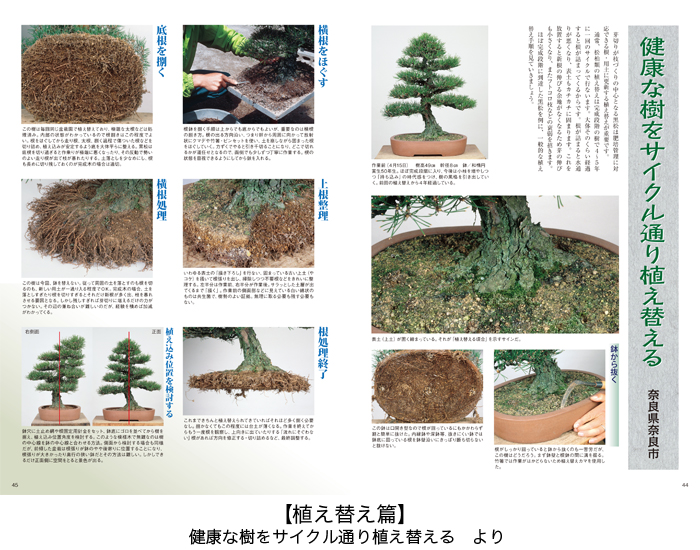 盆栽メジャー樹種 黒松・五葉松・真柏をとことん知る3冊セット | 盆栽