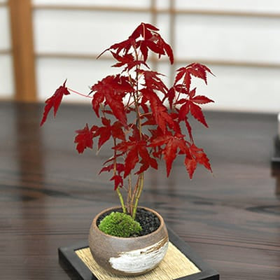 モミジ カエデ 紅葉を楽しめる雑木盆栽の販売｜盆栽妙 – 盆栽妙 本店