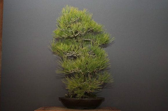 黒松 大品盆栽 樹齢40年の一点物盆栽を販売｜盆栽妙 – 盆栽妙 本店
