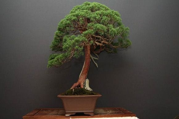 山採り真柏 大品盆栽 樹齢80年の一点物盆栽を販売｜盆栽妙 – 盆栽妙 本店