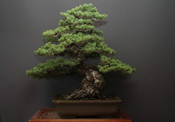 宮島五葉松 大品盆栽 樹齢70年の一点物盆栽を販売｜盆栽妙 – 盆栽妙 本店