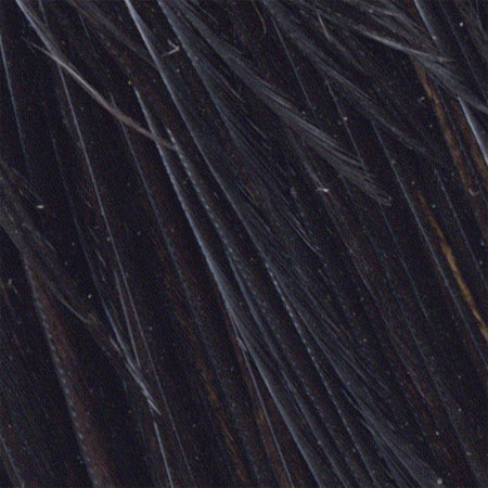 Whiting Farms Whiting Cock Neck Hackle | ホワイティング・ファーム