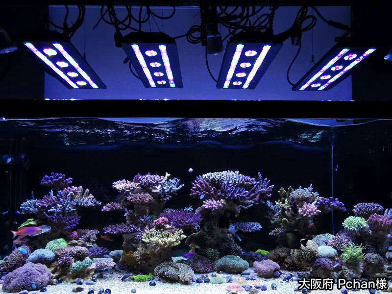 スペクトラ/SPECTRA SP200｜ブルーハーバー