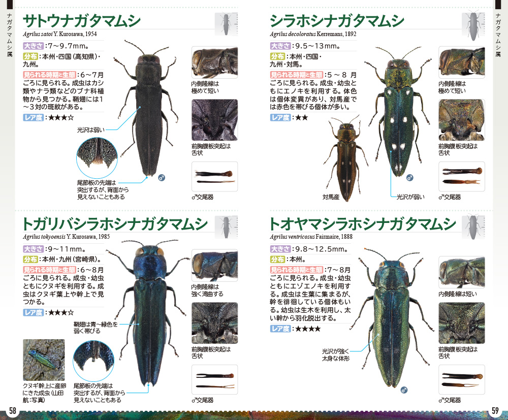 タマムシハンドブック