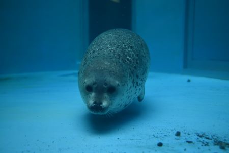 わらび王子 お引越しのお知らせ – 男鹿水族館GAO