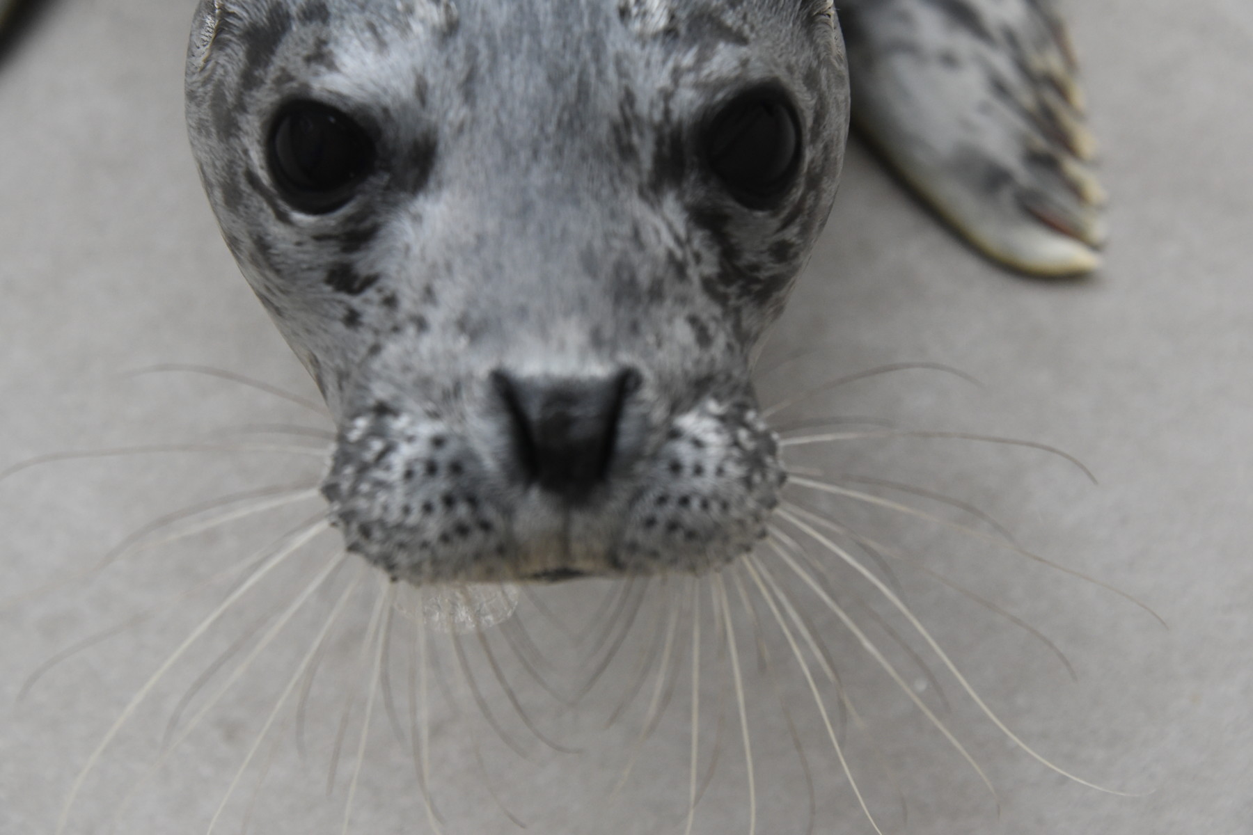 4月15日生まれアザラシ幼獣の名前発表 – 男鹿水族館GAO