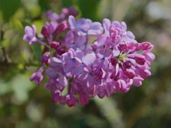 Lavender Lady Lilac