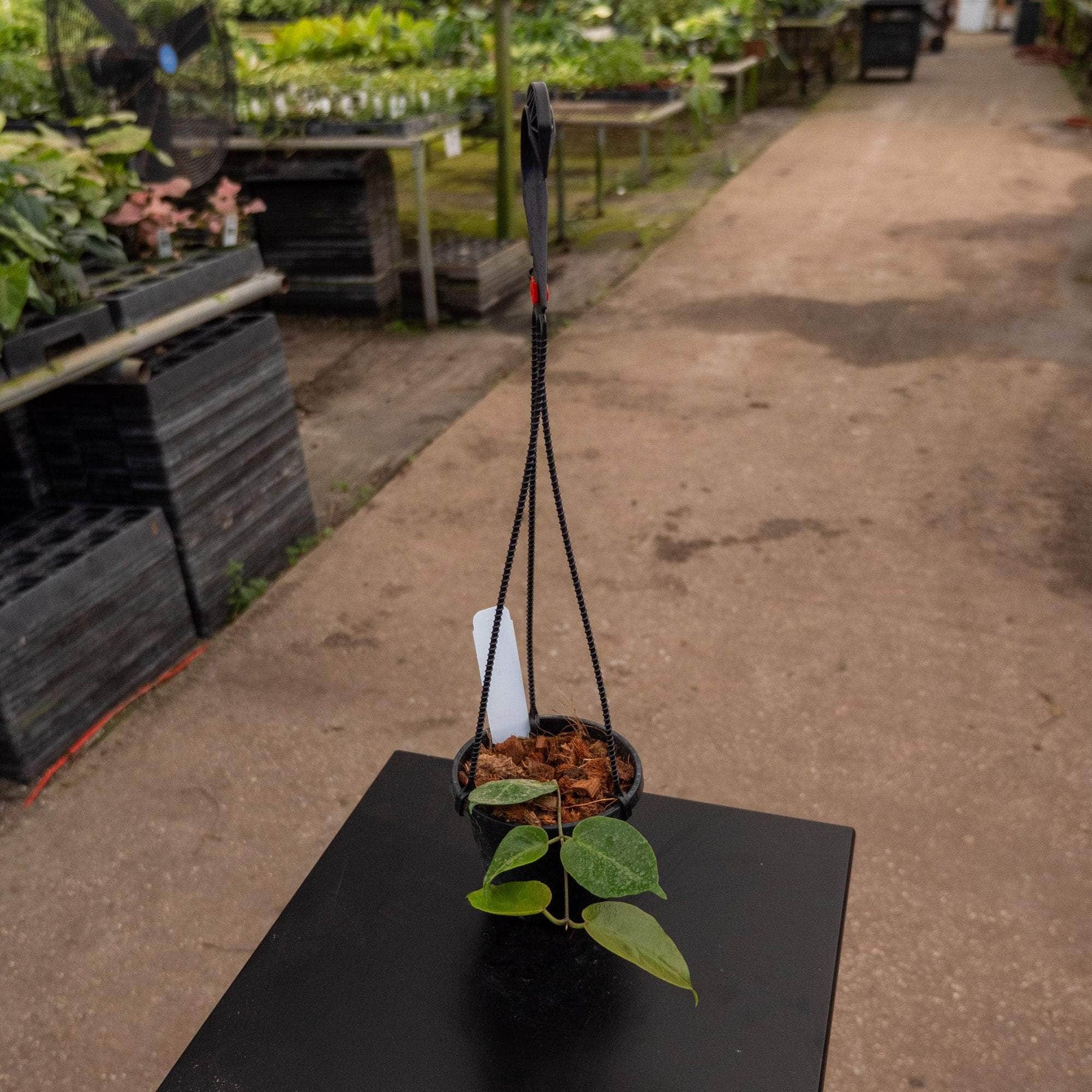 Hoya inflata - Gabriella Plants