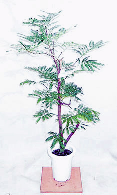 ネムノキ エバーフレッシュ 中サイズ鉢・観葉植物