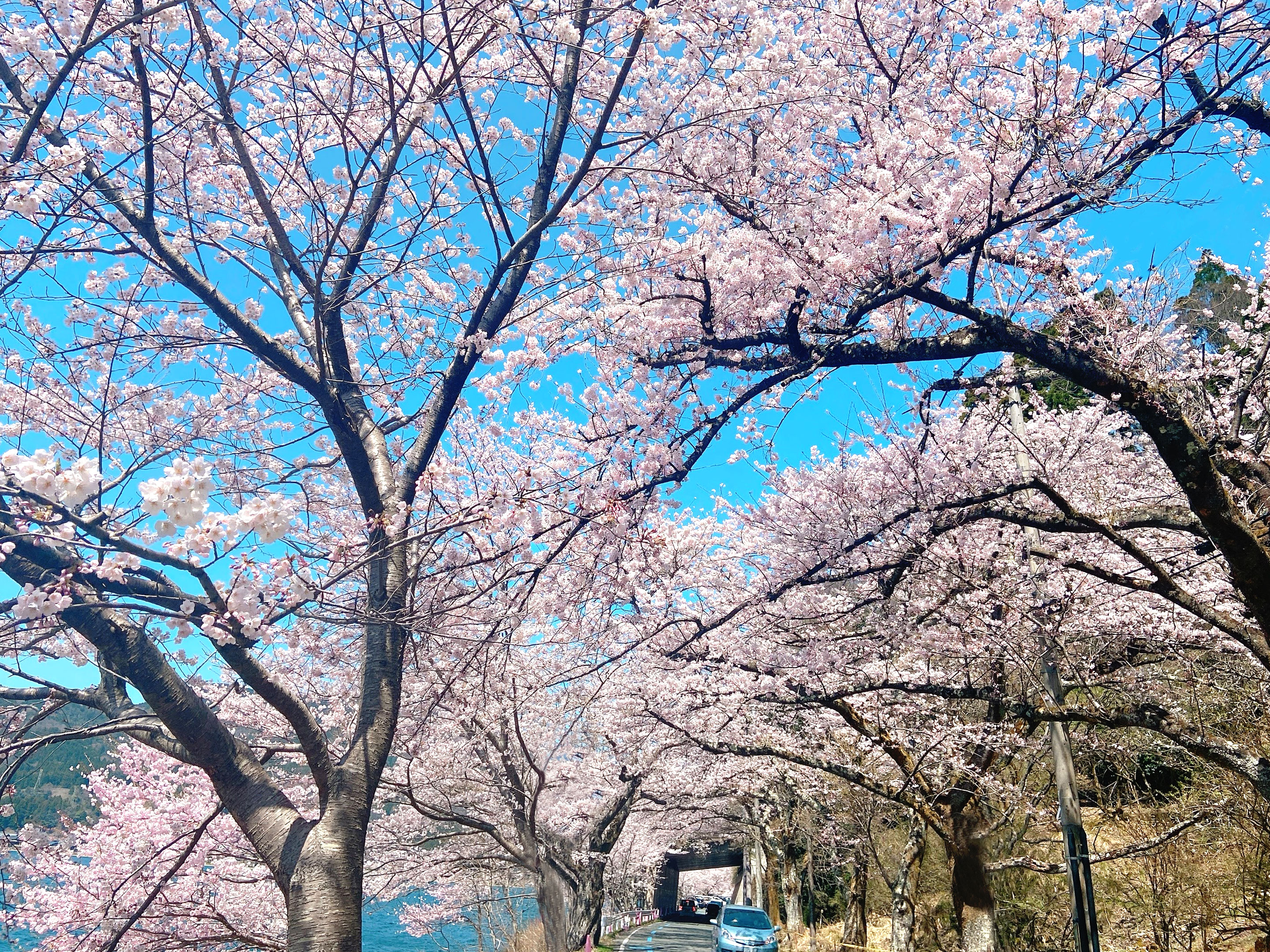 日本の桜名所100選】びわ湖 海津大崎の桜はサイクリングがおすすめ