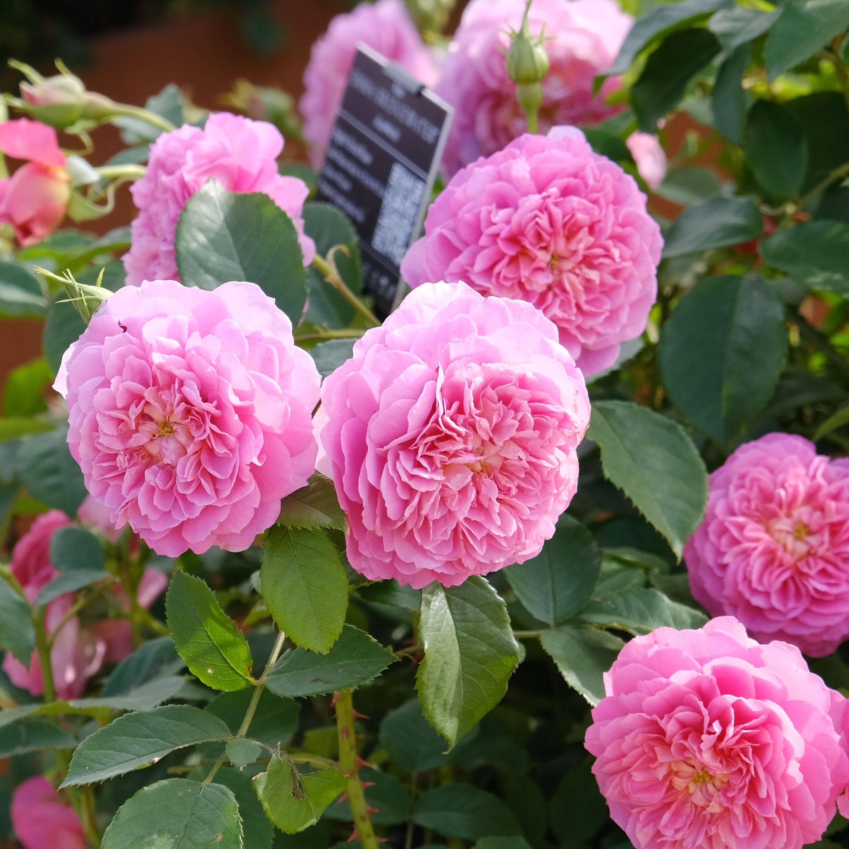 エマ・ブリッジウォーター - Emma Bridgewater (Ausb44a16) – David