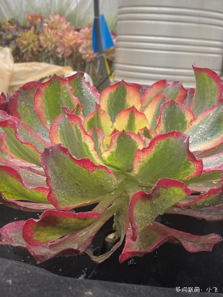 冰武士锦：魅影法师– 多肉联萌