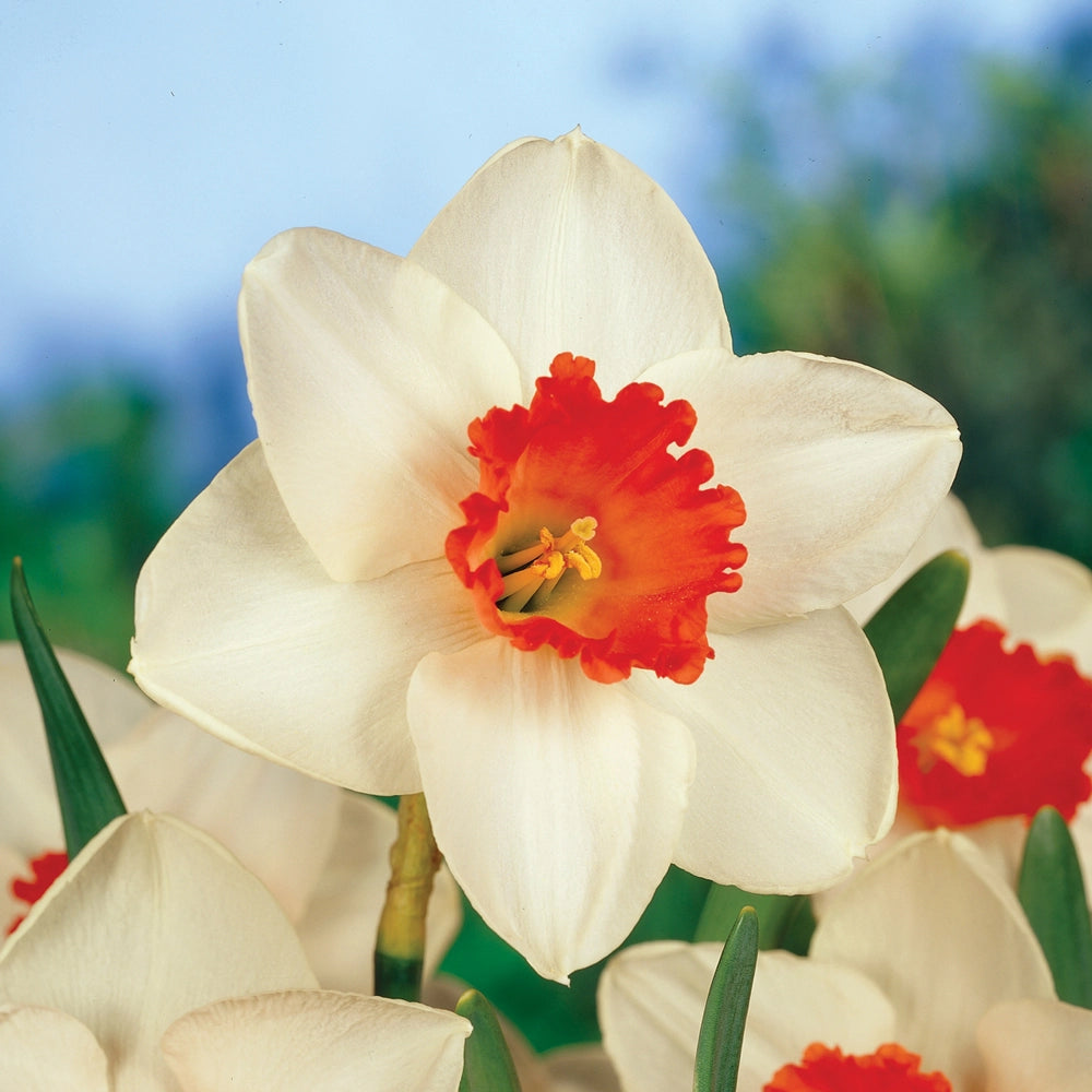 Large Cupped Daffodil Cool Flame | K. van Bourgondien