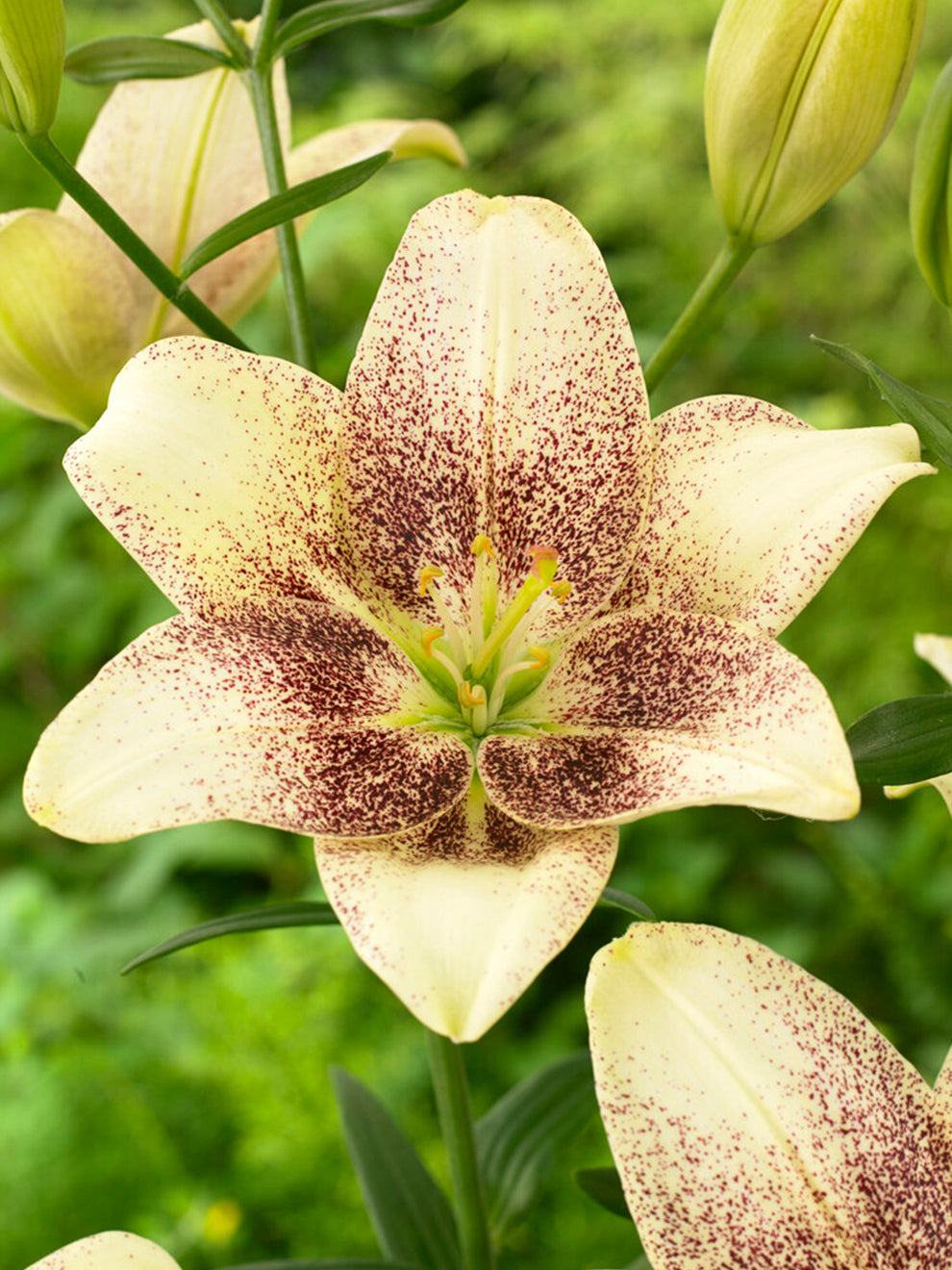 Lily Easy Spot | Pollen Free Lily | DutchGrown™