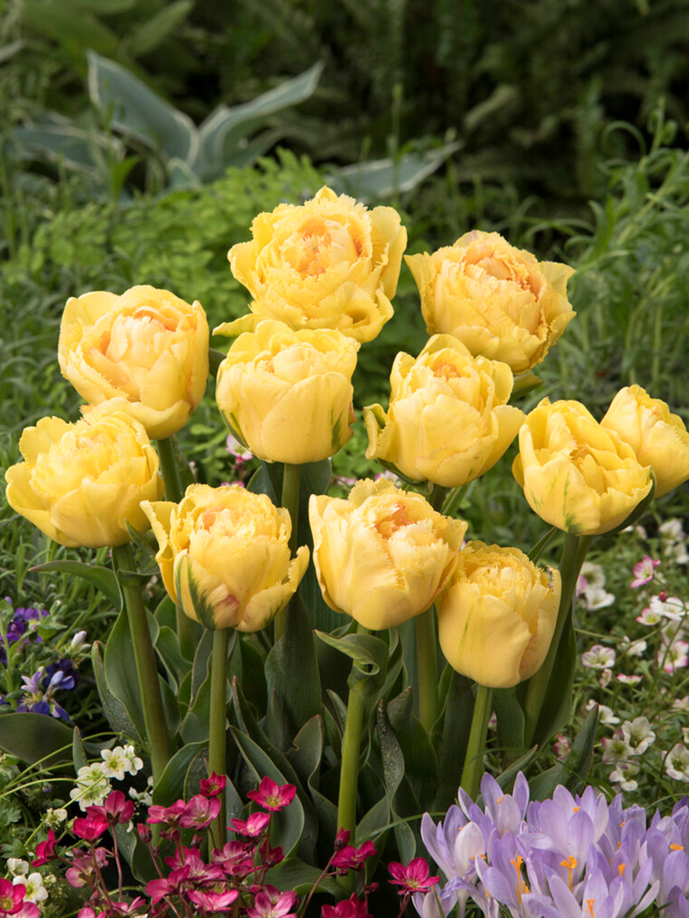 Tulip Lemon Shoot | Flower Bulbs | DutchGrown®