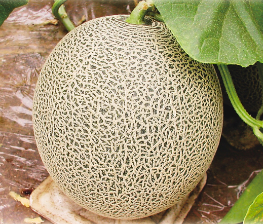 ルパン2世[メロン] - e-種や｜国内最大級の野菜種・花種・苗・農業資材