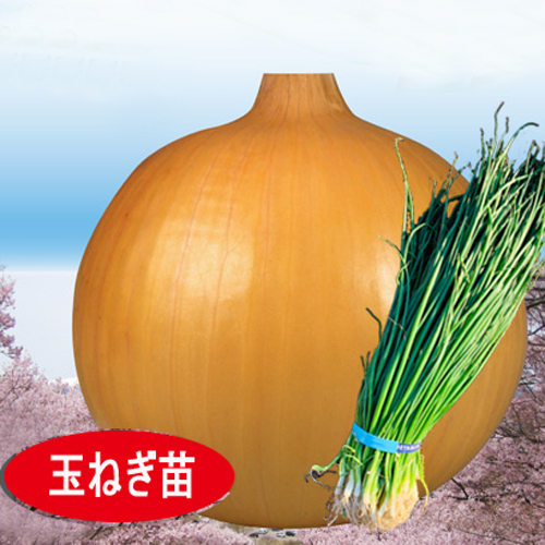 早生(浜育他)[玉葱苗] - e-種や｜国内最大級の野菜種・花種・苗・農業