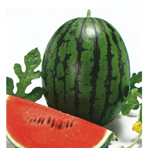 西瓜（すいか） - e-種や｜国内最大級の野菜種・花種・苗・農業資材の