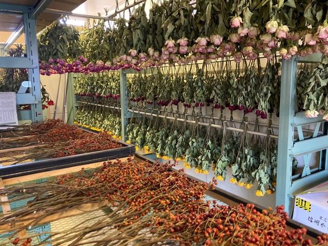 信州からドライフラワーの製造環境をご紹介します！ | 株式会社東京堂