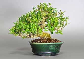 タイワンツゲ（たいわんつげ・台湾黄楊・ツゲ・つげ・柘植）実もの盆栽