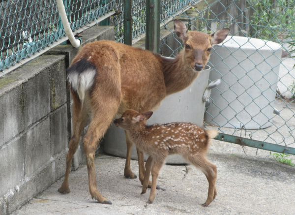 ibaraki2404zoo1.jpg
