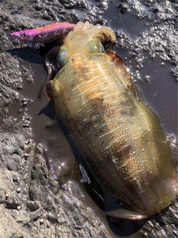 大変珍しい吹きガラスの象☆ムリーニ☆ 大変珍しいガラスのガラスの象