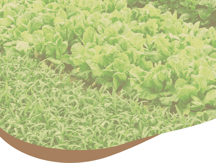 ウェイトコントロール／ラム｜ORGANIC製品一覧（ドッグフード